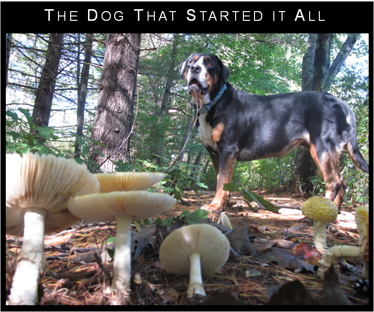 Author_Dog