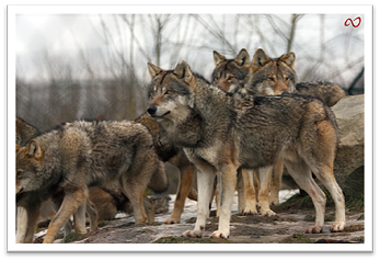 Author_Wolf_Pack